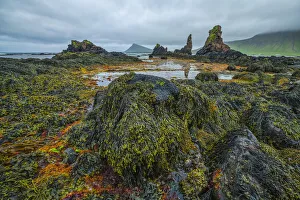 The low tide reveals a lush world of life under the water along the Strandir Coast; Djupavik, West Fjords, Iceland The low tide reveals a lush world of life under the water along the Strandir Coast; Djupavik, West Fjords, Iceland