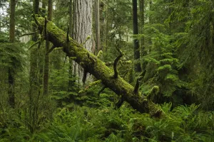 The Lush Rainforest Of Cathedral Grove, Macmillan Provincial Park, Vancouver Island; British Columbia, Canada The Lush Rainforest Of Cathedral Grove, Macmillan Provincial Park, Vancouver Island; British Columbia, Canada