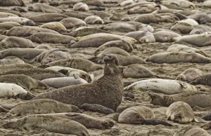 Male Elephant Seal Barking Amidst A Throng Of Female Elephant Seals At A Rookery Male Elephant Seal Barking Amidst A Throng Of Female Elephant Seals At A Rookery