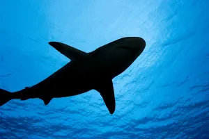 Micronesia, Yap, Silhouette Of A Grey Reef Shark (Carcharhinus Amblyrhynchos) Micronesia, Yap, Silhouette Of A Grey Reef Shark (Carcharhinus Amblyrhynchos)