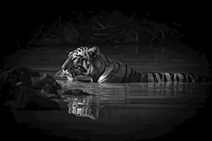 Monochrome Bengal tiger with catchlight in waterhole, Tadoba Andhari Tiger Reserve, India Monochrome Bengal tiger with catchlight in waterhole, Tadoba Andhari Tiger Reserve, India