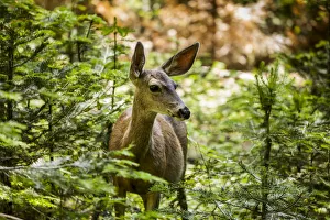 Mule Deer (Odocoileus Hemionus), Sequoia National Park; California, United States Mule Deer (Odocoileus Hemionus), Sequoia National Park; California, United States