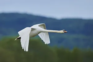 Mute swan in flight over the Bavarian Forest, Bavaria, Germany Mute swan in flight over the Bavarian Forest, Bavaria, Germany