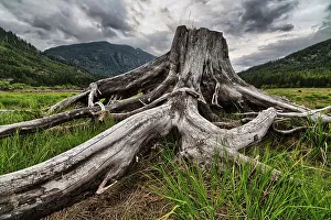Old Stump In The Flood Plains At The South End Of Buttle Lake, Strathcona Provincial Park; British Columbia, Canada Old Stump In The Flood Plains At The South End Of Buttle Lake, Strathcona Provincial Park; British Columbia, Canada