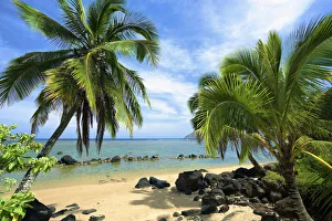 Palm Trees On Anini Beach; Kauai, Hawaii, United States Of America Palm Trees On Anini Beach; Kauai, Hawaii, United States Of America