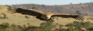 Panorama of African white-backed vulture over savannah, Serengeti, Tanzania Panorama of African white-backed vulture over savannah, Serengeti, Tanzania