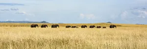 Panorama of elephant herd crossing grassy plain, Serengeti, Tanzania Panorama of elephant herd crossing grassy plain, Serengeti, Tanzania