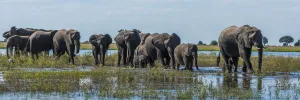 Panorama Of Elephants (Loxodonta Africana) Crossing Shallow Muddy River; Botswana Panorama Of Elephants (Loxodonta Africana) Crossing Shallow Muddy River; Botswana