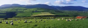 Pastoral Scene Near Anascual, Dingle Peninsula, Co Kerry, Ireland Pastoral Scene Near Anascual, Dingle Peninsula, Co Kerry, Ireland