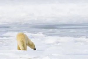Polar Bear (Ursus Maritimus) Being Curious, Sniffing And Exploring Territory For Food Polar Bear (Ursus Maritimus) Being Curious, Sniffing And Exploring Territory For Food