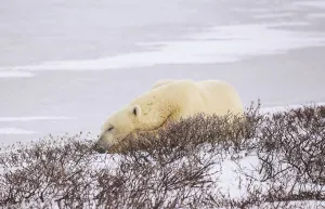 Polar Bear (Ursus Maritimus) Resting, Wapusk National Park; Churchill, Manitoba, Canada Polar Bear (Ursus Maritimus) Resting, Wapusk National Park; Churchill, Manitoba, Canada