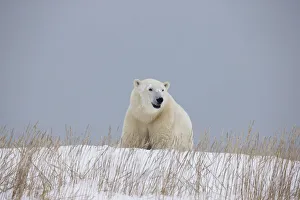 Polar Bear Walking Through The Snow Along The Shore Of Hudson's Bay; Churchill Manitoba Canada Polar Bear Walking Through The Snow Along The Shore Of Hudson's Bay; Churchill Manitoba Canada