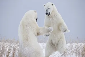 Polar Bears Play Fighting Along The Shores Of Hudson's Bay; Churchill Manitoba Canada Polar Bears Play Fighting Along The Shores Of Hudson's Bay; Churchill Manitoba Canada