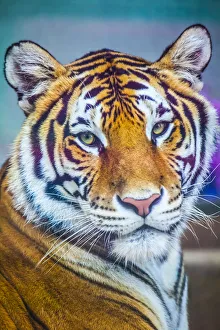 Portrait Of Bengal Tiger (Panthera Tigris Tigris) Endangered Species Portrait Of Bengal Tiger (Panthera Tigris Tigris) Endangered Species