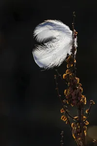 Ptarmigan feather stuck on the grasses along the shore of Hudson bay, Manitoba, Canada Ptarmigan feather stuck on the grasses along the shore of Hudson bay, Manitoba, Canada