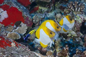 Three Pyramid Butterflyfish (Hemitaurichthys Polylepis) Line Up For An Endemic Hawaiian Three Pyramid Butterflyfish (Hemitaurichthys Polylepis) Line Up For An Endemic Hawaiian
