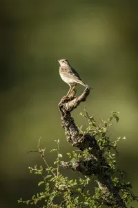 Rattling cisticola perches on leafy tree stump, Serengeti, Tanzania Rattling cisticola perches on leafy tree stump, Serengeti, Tanzania