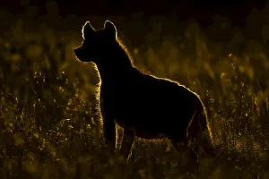 Rimlit spotted hyena standing in long grass, Serengeti, Tanzania Rimlit spotted hyena standing in long grass, Serengeti, Tanzania