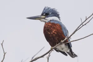 Ringed Kingfisher (Megaceryle Torquata) Perched On Branch Facing Left; Mato Grotto Do Sol, Brazil Ringed Kingfisher (Megaceryle Torquata) Perched On Branch Facing Left; Mato Grotto Do Sol, Brazil