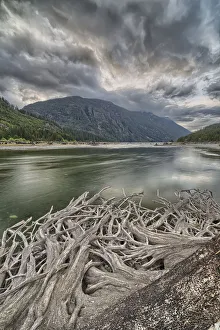 Roots From An Old Stump Along The Shores Of Buttle Lake, Strathcona Provincial Park; British Columbia, Canada Roots From An Old Stump Along The Shores Of Buttle Lake, Strathcona Provincial Park; British Columbia, Canada
