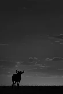 Silhouetted Blue wildebeest on the horizon, Maasai Mara National Reserve, Kenya Silhouetted Blue wildebeest on the horizon, Maasai Mara National Reserve, Kenya