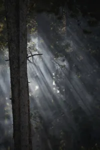 Smoky Sunlight Filtering Through The Trees In A Forest, Yellowstone National Park; Wyoming, United States Of America Smoky Sunlight Filtering Through The Trees In A Forest, Yellowstone National Park; Wyoming, United States Of America