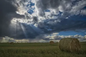 Sunlight Breaks Through The Storm Clouds Over A Field Of Hay Bales; Saskatchewan, Canada Sunlight Breaks Through The Storm Clouds Over A Field Of Hay Bales; Saskatchewan, Canada