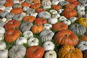 Variety Of Pumpkins, Near Half Moon Bay; California, United States Of America Variety Of Pumpkins, Near Half Moon Bay; California, United States Of America