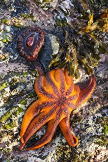 Detail View Of Sea Stars And Anemones In A Tidal Pool, Hesketh Island, Homer Detail View Of Sea Stars And Anemones In A Tidal Pool, Hesketh Island, Homer
