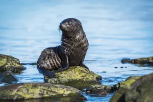 Wet Antarctic Fur Seal (Arctocephalus Gazella) Pup Sitting On Rock At The Water's Edge; Antarctica Wet Antarctic Fur Seal (Arctocephalus Gazella) Pup Sitting On Rock At The Water's Edge; Antarctica