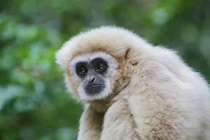 White handed gibbon aka lar gibbon, Monkeyland Primate Sanctuary near Pletteberg Bay, South Africa White handed gibbon aka lar gibbon, Monkeyland Primate Sanctuary near Pletteberg Bay, South Africa