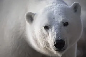 Young Polar Bear (Ursus Maritimus) Staring Into Camera Lens During Sunrise; Churchill Young Polar Bear (Ursus Maritimus) Staring Into Camera Lens During Sunrise; Churchill